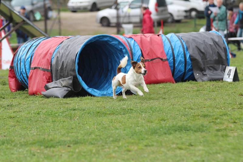 Velikonoční agility závod v Třebíči.