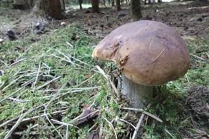 Z lesů na Třebíčsku se dá stále odcházet s plným košíkem hub. Rostou různé druhy hříbků, klouzci i takzvané babky.