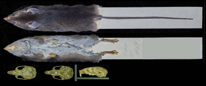 Jediný známý exemplář vzácného, nově objeveného rodu a druhu Chingawaemys rarus je uložen ve sbírkách Zoologického muzea Moskevské státní univerzity.