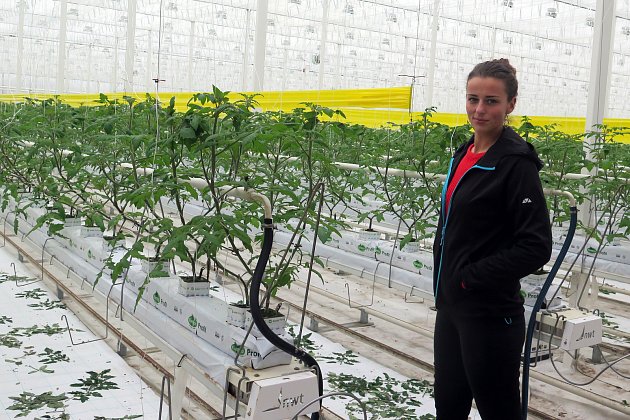 VIDEO: Obří skleníky u Kožichovic nesvítí, rajčata však už rostou