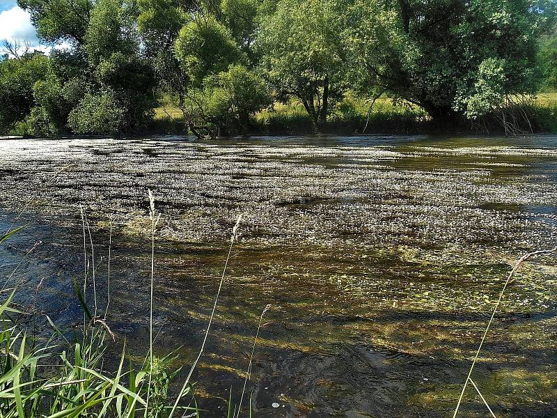 Kvetoucí řeka Jihlava pod Templštýnem