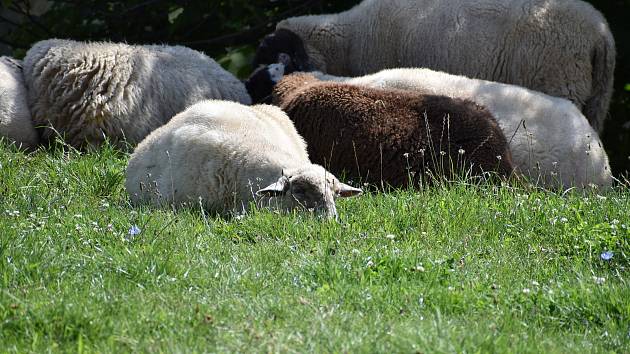 I skrze stádo ovcí lze poslat vzkaz.