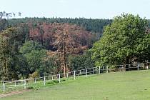 Suché borovice na jihu Třebíčsku nedaleko Rouchovan.
