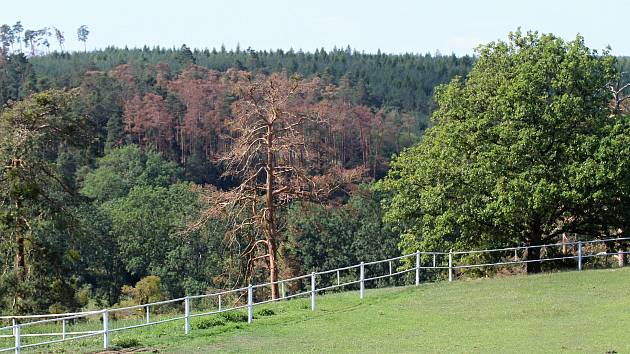 Suché borovice na jihu Třebíčsku nedaleko Rouchovan.