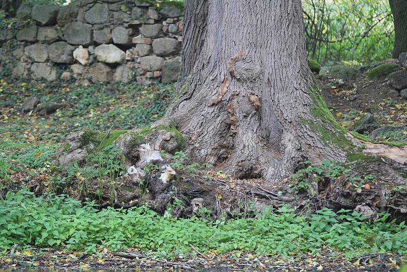 Zámecký park v Budišově.