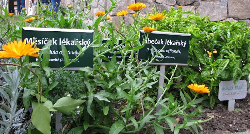 V Katolickém gymnáziu Třebíč mají nově bylinkovou zahrádku s pěti desítkami rostlinek. Její součástí je také naučná stezka s informacemi o bylinkách i příjemné posezení pro studenty a veřejnost.