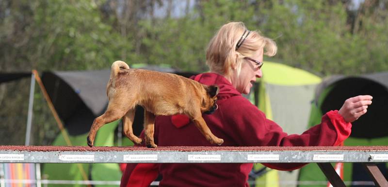 Velikonoční agility závod v Třebíči.