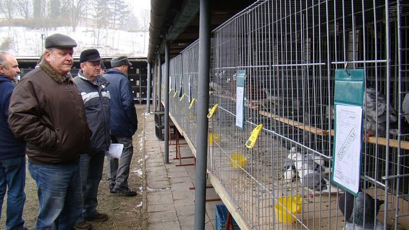 Přes 210 holubů a 50 králíků různých barev a velikostí se o víkendu představilo na místní výstavě v areálu třebíčské organizace Českého svazu chovatelů.