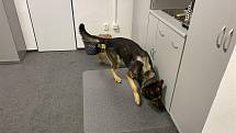 Cvičení psi na třebíčské radnici hledali drogy a výbušniny.