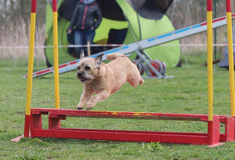 Velikonoční agility závod v Třebíči.