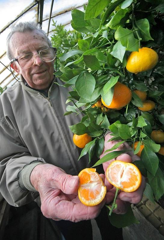 V zahradním skleníku v Šebkovicích na Třebíčsku nyní dozrávají plody citrusů. Pěstitel Františka Holčapka tam každoročně sklidí kolem dvou set kilogramů různých odrůd mandarinek, grepů, pomerančů a limetek.