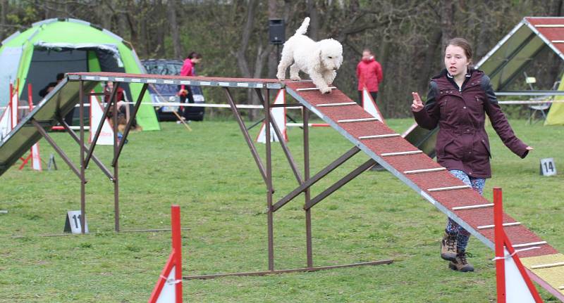 Velikonoční agility závod v Třebíči.