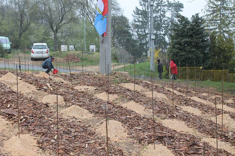 Kojetice mají po hroznech ve znaku i vlastní vinici