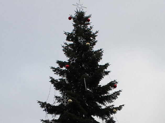 Třebíčský vánoční strom je patnáctimetrová jedle obrovská