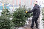 Prodej vánočních stromků u třebíčského stadionu Na Hvězdě