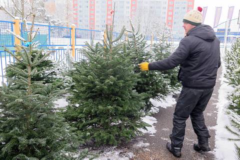 Prodej vánočních stromků u třebíčského stadionu Na Hvězdě