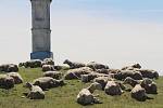 Na Mohelenské hadcové stepi jsou od soboty opět k vidění ovce. Trávu na stepi budou spásat do června.