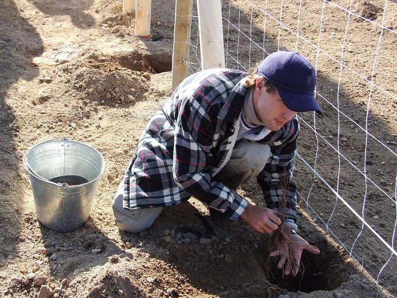 Sádecké vinařství, jediná uznaná viniční trať a obec na Vysočině, má zase o jeden primát víc. V těchto dnech tu sázejí dvě stovky sazenic chmele.