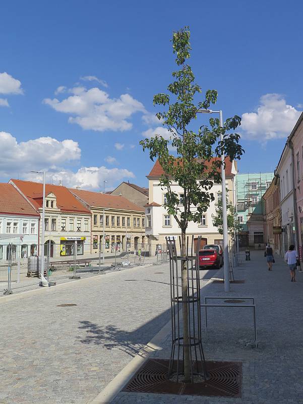 Stromy na východní straně Karlova náměstí
