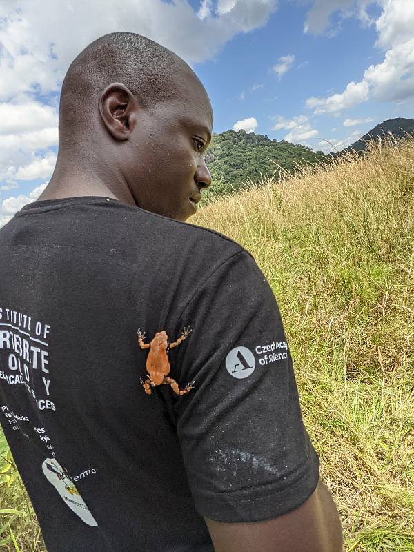V Africe asi mají zvlášť přítulné žáby. Foto: Ústav biologie obratlovců AV ČR ve Studenci na Třebíčsku