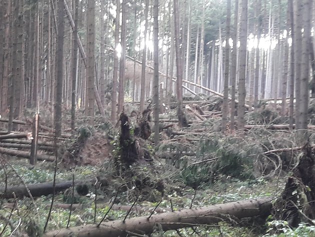 V lesích stále padají větve i stromy. Nevstupujte tam, varují lesníci