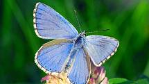 Modrásek jetelový - dříve zcela běžný druh motýla, který se po desítkách let opět vrací na Třebíčsko a do jižních Čech. Ohrožený druh.