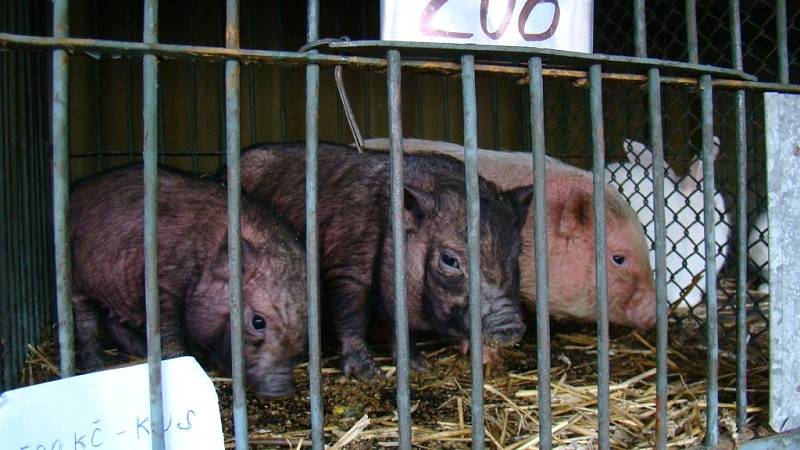 Přes 210 holubů a 50 králíků různých barev a velikostí se o víkendu představilo na místní výstavě v areálu třebíčské organizace Českého svazu chovatelů.