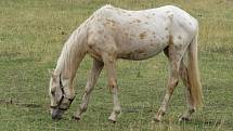 Farmářské slavnosti hostil Appaloosa ranč v Lažínkách u Moravských Budějovic. Atrakcí byla spousta.