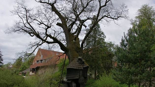 Žižkův dub z Náměště nad Oslavou je ve finále ankety Strom roku