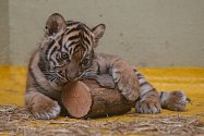 Jihlavská Zoo zůstává s návštěvníky v kontaktu i v době nouzového stavu.Ilustrační snímek.