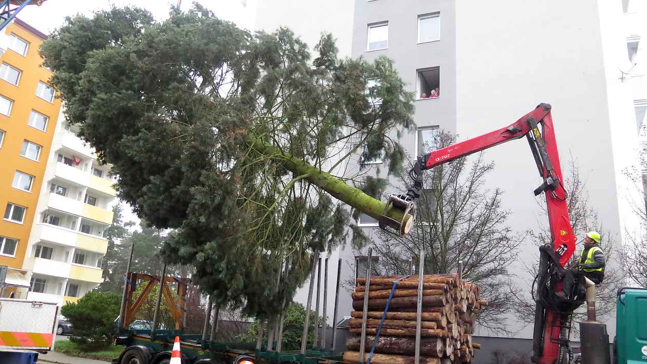 VIDEO: Třebíč už má vánoční strom, při kácení přišel o několik větví