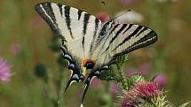 Otakárek ovocný - patří mezi největší české denní motýly, je velký jak dlaň. Je to ohrožený druh, jeho domovskou rostlinou je trnka. Foto Václav Křivan