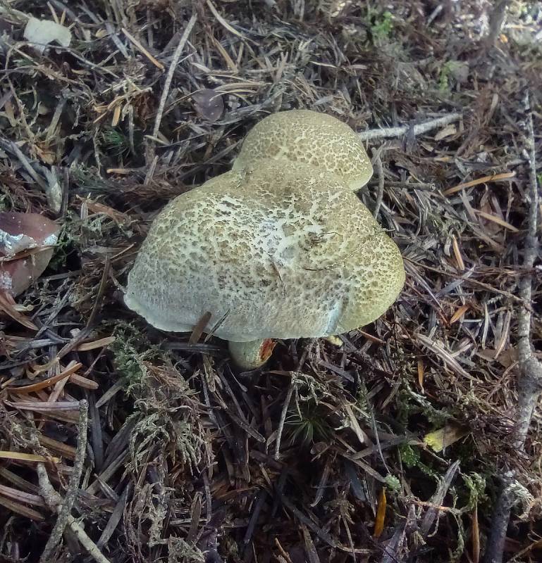 Z lesů na Třebíčsku se dá stále odcházet s plným košíkem hub. Rostou i takzvané babky, které ale kvůli velkému mokru jsou často plesnivé.