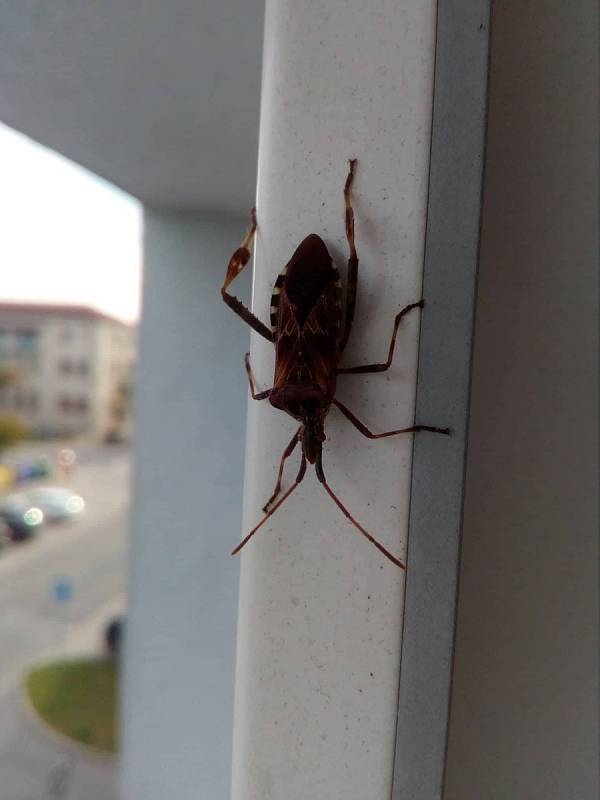 Vroubenka americká (latinsky Leptoglossus occidentalis)