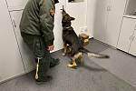 Cvičení psi na třebíčské radnici hledali drogy a výbušniny.