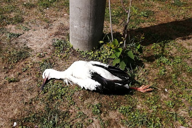 Čáp pod sloupem elektrického napětí, kterého zabil elektrický proud