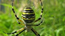 KŘIŽÁK PRUHOVANÝ.  Nápadný subtropický pavouk, tento exemplář žije v Klučově. S nohami má délku 2,5 centimetru. Jed tohoto druhu nevybočuje z normy, člověku není nebezpečný.