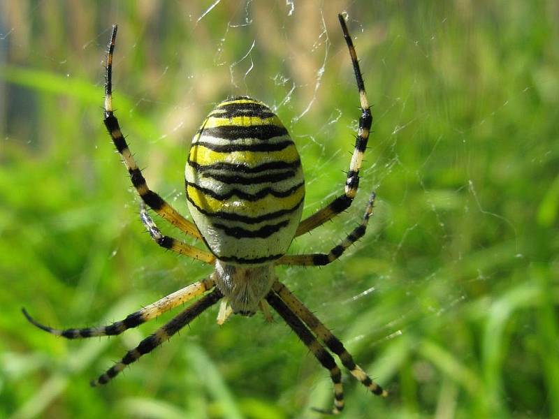 KŘIŽÁK PRUHOVANÝ.  Nápadný subtropický pavouk, tento exemplář žije v Klučově. S nohami má délku 2,5 centimetru. Jed tohoto druhu nevybočuje z normy, člověku není nebezpečný.