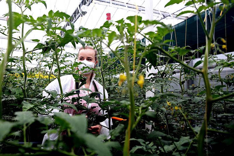 Zeleninová farma v Kožichovicích u Třebíče, kde se pěstují v obrovských sklenících rajčata.