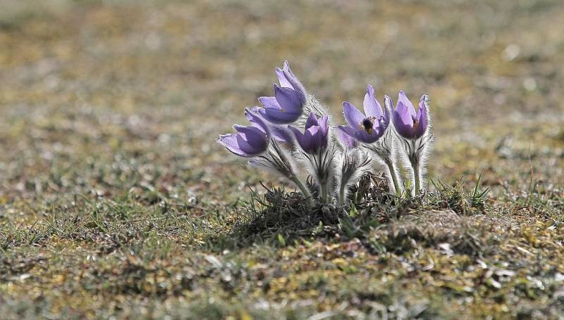  Obdivovat jedny z prvních jarních květů lze u Trnavy v chráněné lokalitě Kobylinec