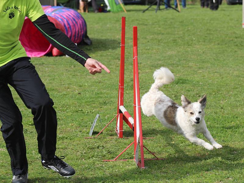 Velikonoční agility závod v Třebíči.