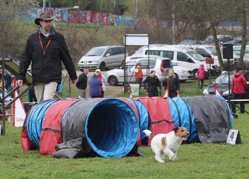 Velikonoční agility závod v Třebíči.