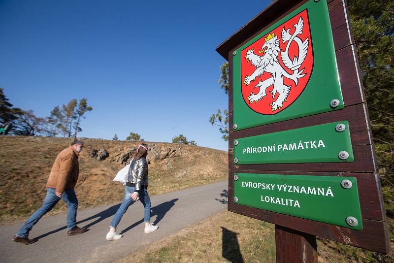 Louka s přísně chráněným koniklecem velkokvětým u Trnavy na Třebíčsku. Tuto významnou lokalitu navštívilo kvůli pandemii a nařízením vlády o omezení pohybu výrazně méně lidí než v předchozích letech.