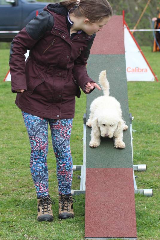 Velikonoční agility závod v Třebíči.