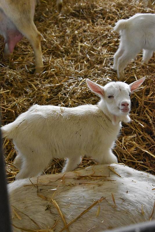 Na farmě v Ratibořicích chovají české plemeno - bílou krátkosrstou kozu