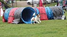 Velikonoční agility závod v Třebíči.