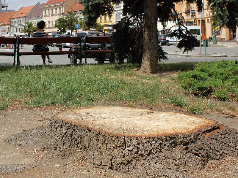 Na třebíčském Karlově náměstí zbývají po uschlých stromech už jen pařezy.