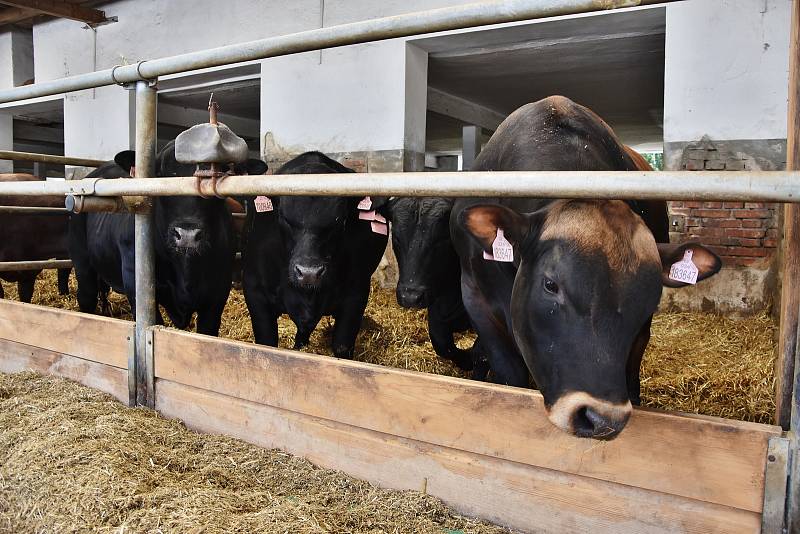 Na farmě v Odunci chovají býky plemene Aberdeen Angus