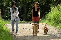 Vyrazit na akci Útulkáčci, pojďte s námi na procházku můžete se svým miláčkem nebo si půjčit psa z útulku. 
