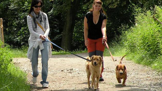 Vyrazit na akci Útulkáčci, pojďte s námi na procházku můžete se svým miláčkem nebo si půjčit psa z útulku. 